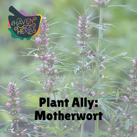 The Lion-Hearted Herb: Why You Need Motherwort
