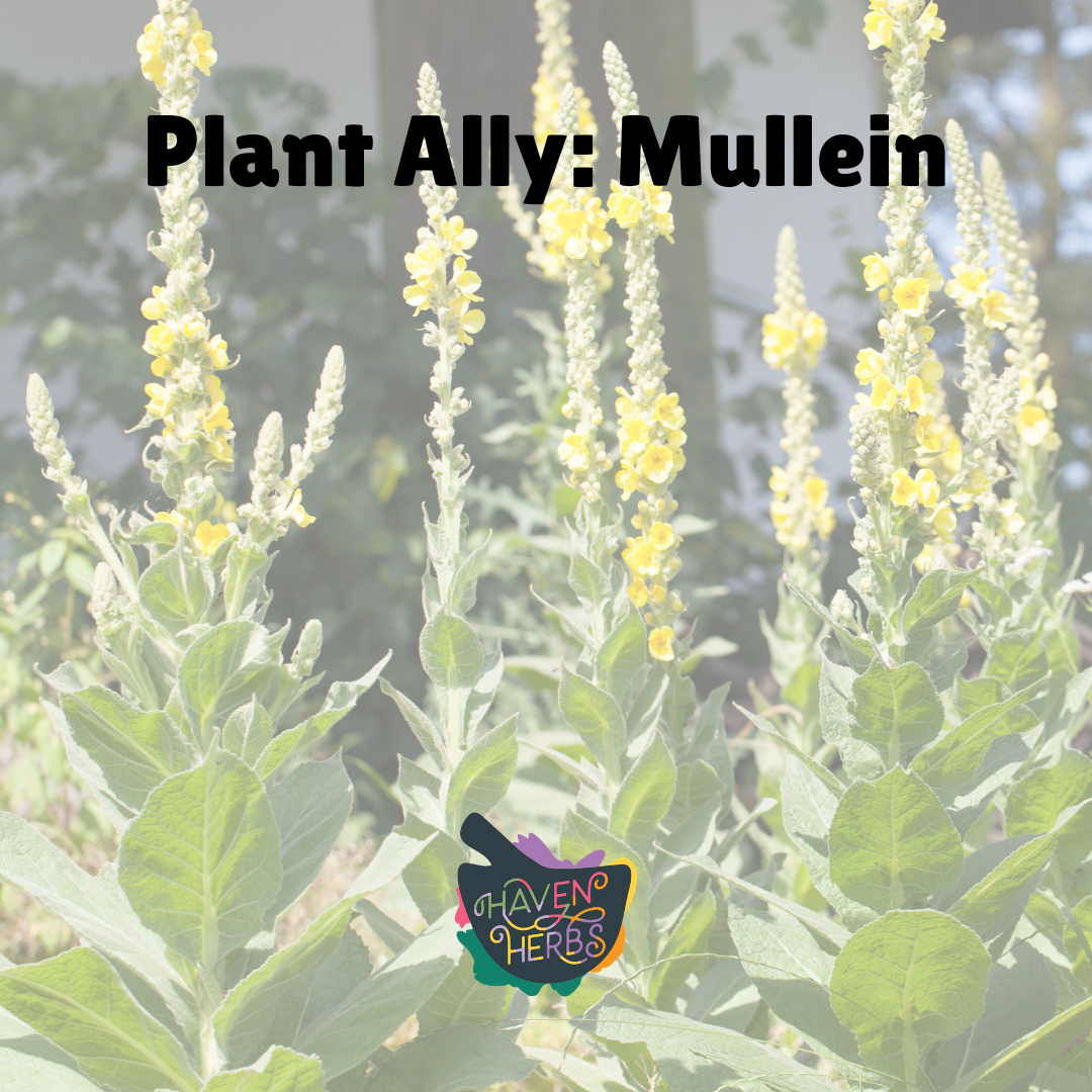 Meet Mullein: The Softest, Weirdest Giant in the Garden