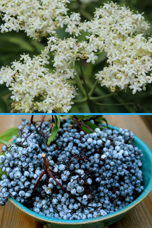 Plant Ally for Back-to-School Time: Elderberry