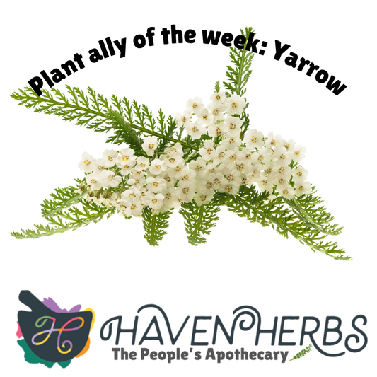 Our friend, Yarrow