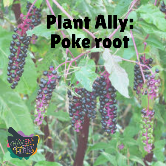 The Power and Prudence of Poke Root: A Guide to This Ancient Botanical