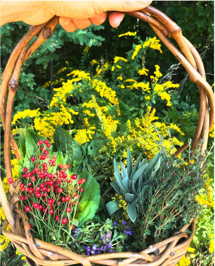 Why We’re Phasing Out Imported Botanicals: The Case for Bioregional Herbalism