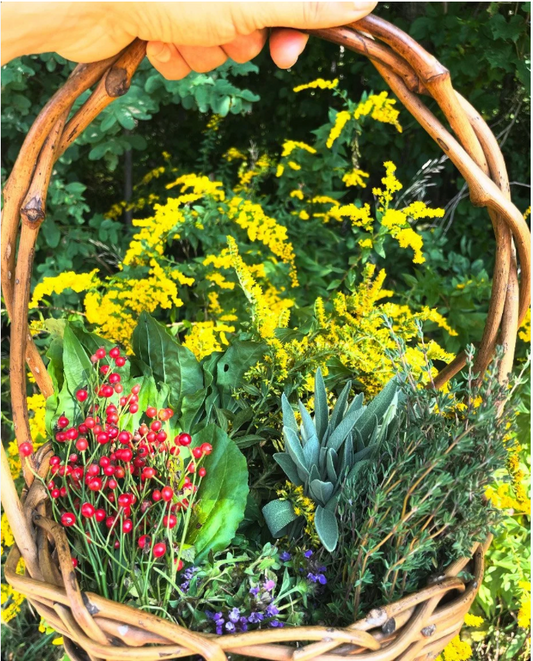 Why We’re Phasing Out Imported Botanicals: The Case for Bioregional Herbalism
