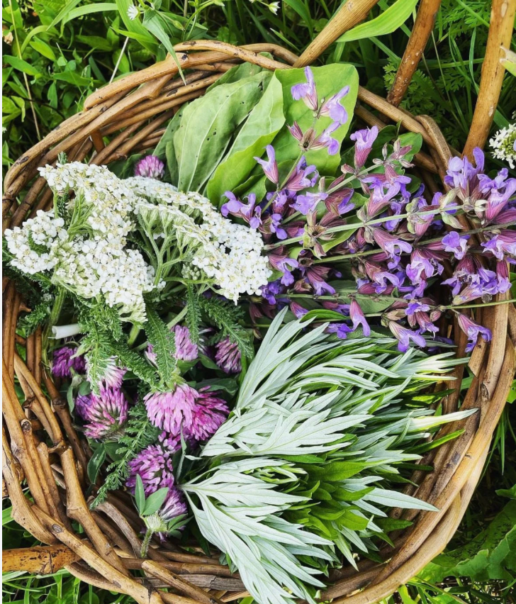 Herb Quality and Sourcing: Making an Impact