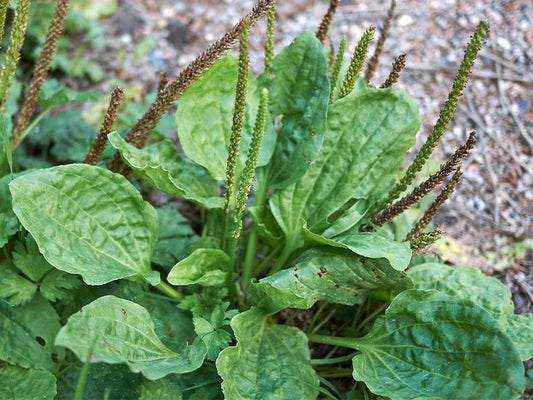 Plantain