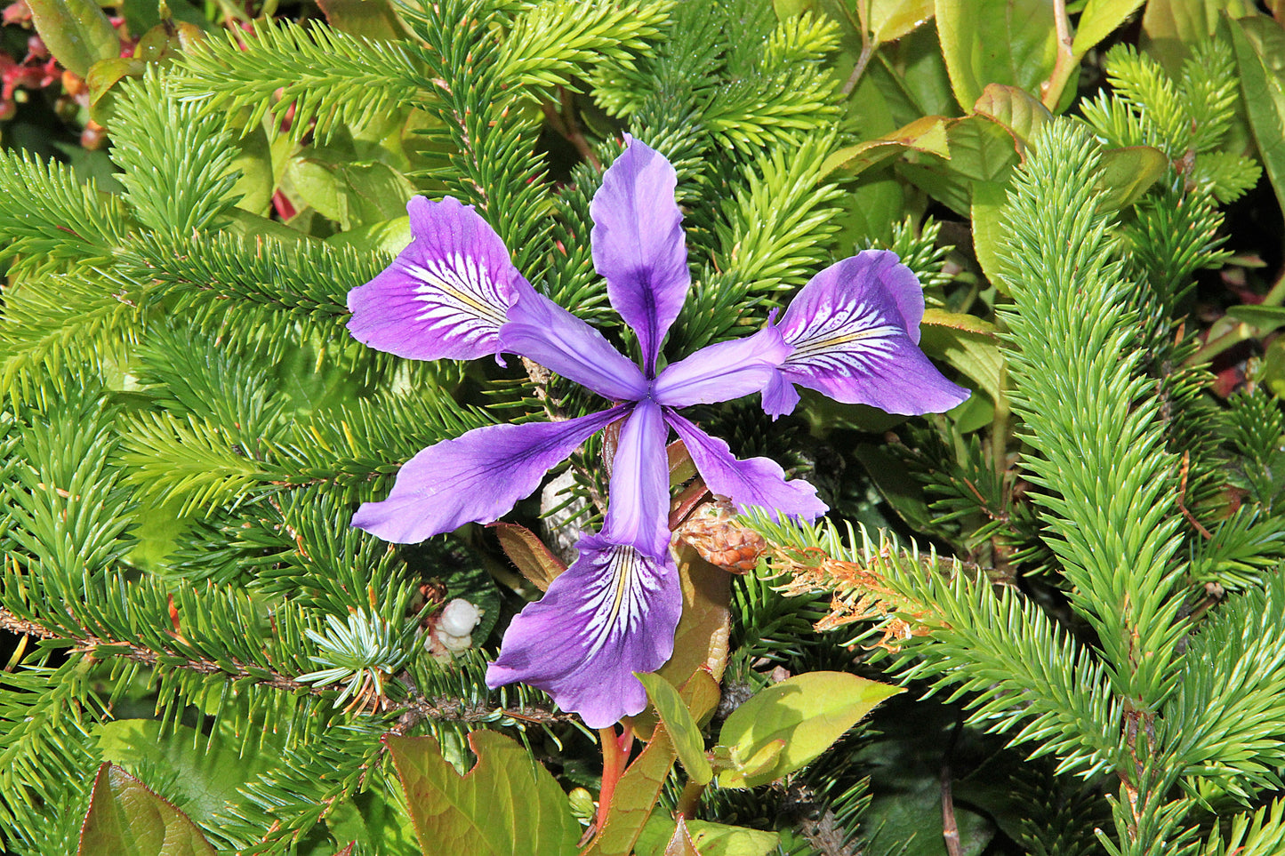 20 Oregon Iris (Iris Tenax) Seeds
