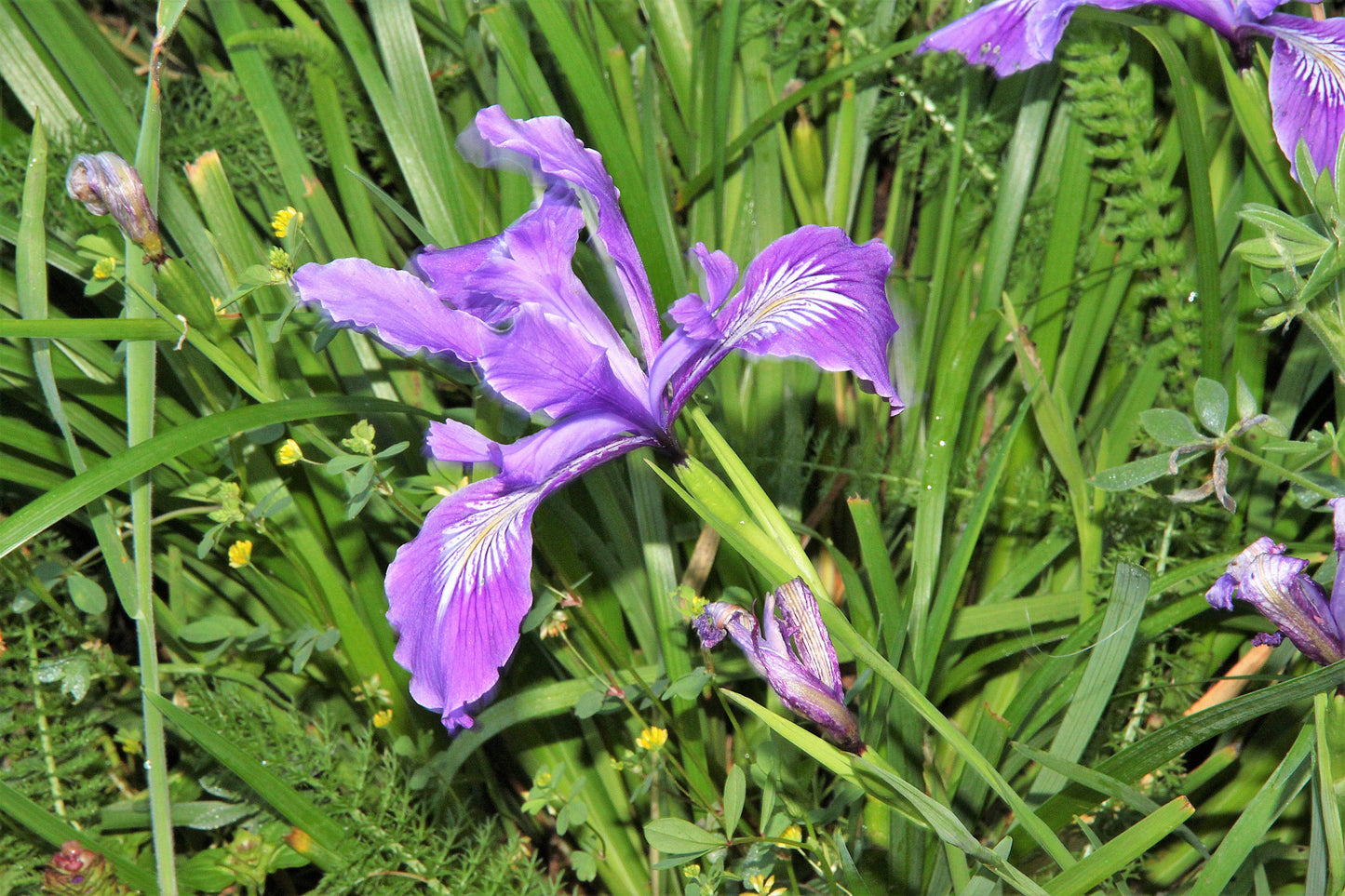 20 Oregon Iris (Iris Tenax) Seeds