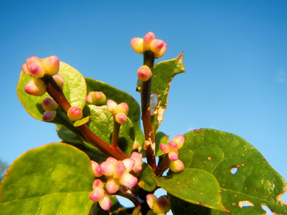 50 Red Malabar Spinach (Basella Alba Rubra) Seeds