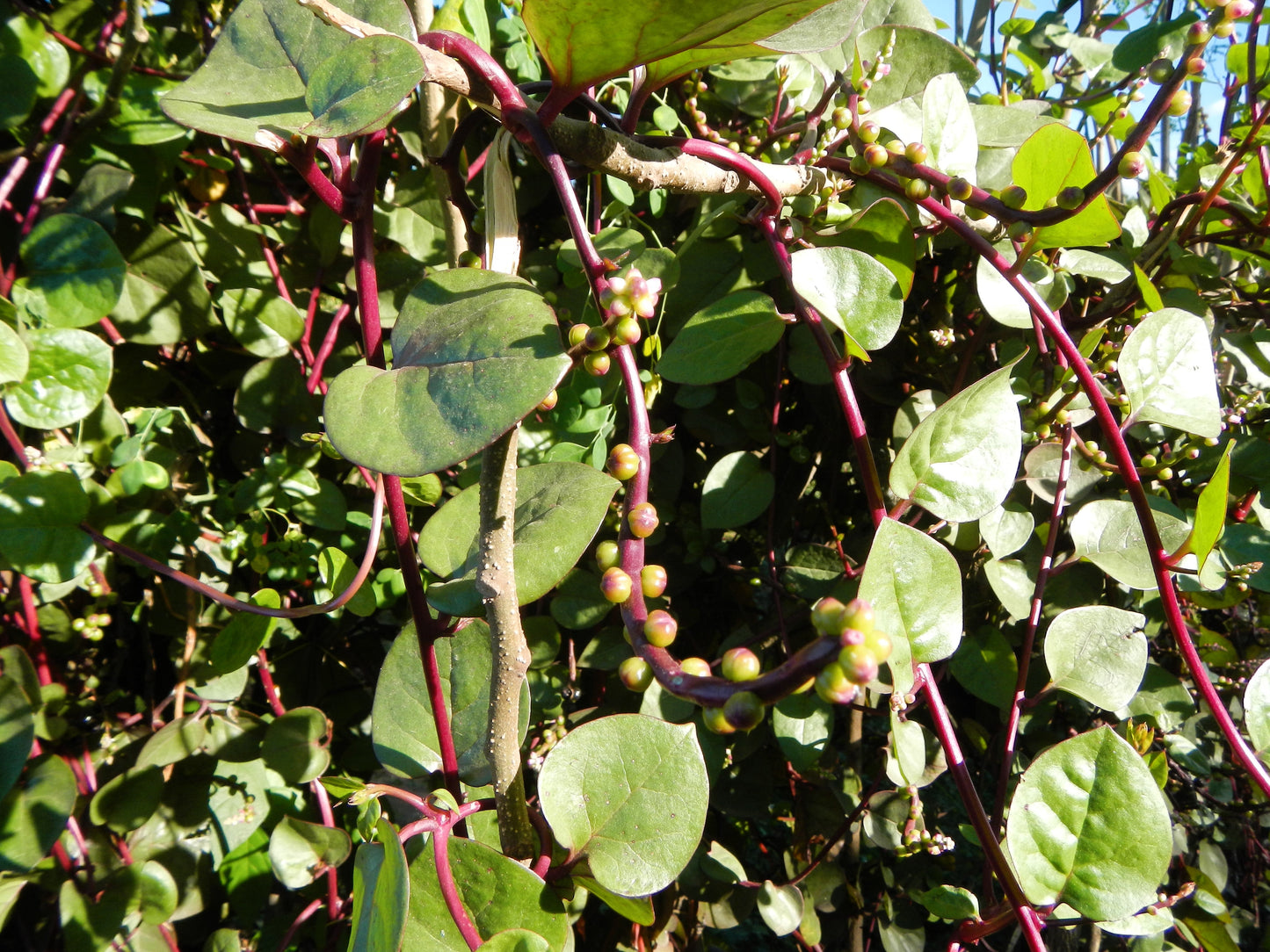 50 Red Malabar Spinach (Basella Alba Rubra) Seeds