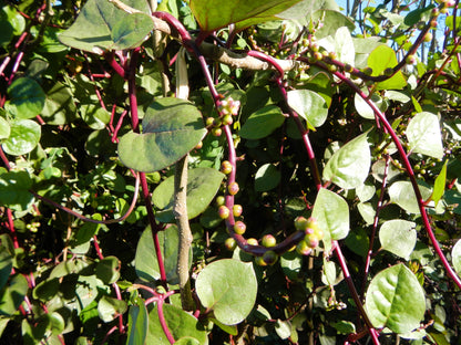 50 Red Malabar Spinach (Basella Alba Rubra) Seeds