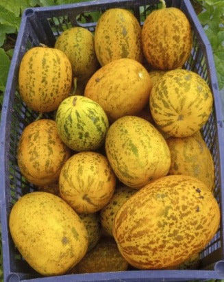 Cucumber-Dosakkai