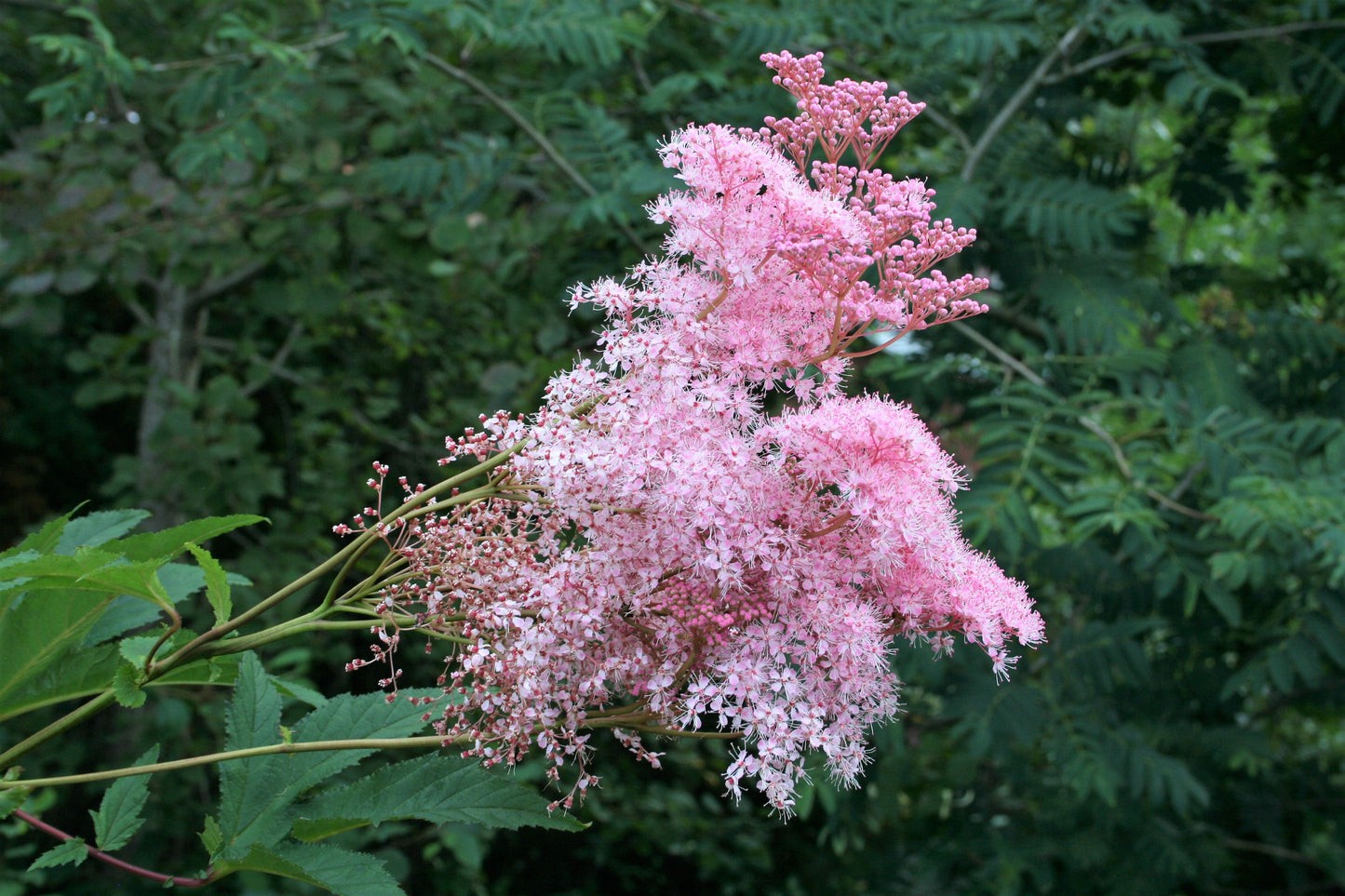 10 Meadowsweet (Filipendula Rubra) Seeds