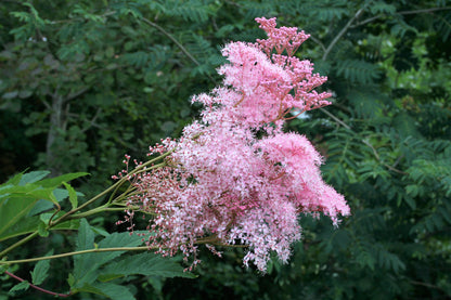 10 Meadowsweet (Filipendula Rubra) Seeds