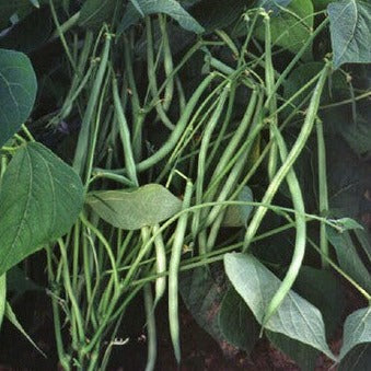 Bush Bean-Commodore