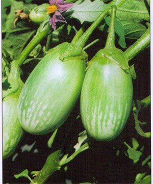 Eggplant-Bijli
