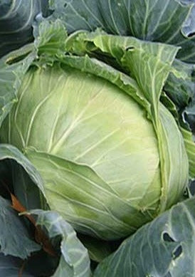 Cabbage-Brunswick