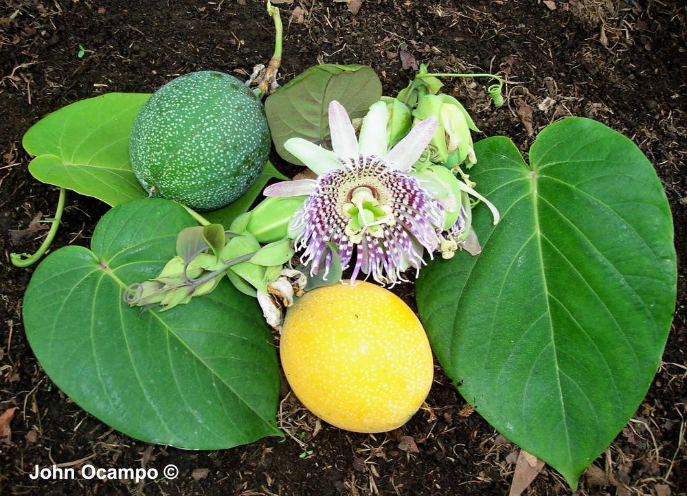 10 Sweet Granadilla/Yellow Passionfruit (Passiflora Ligularis) Seeds
