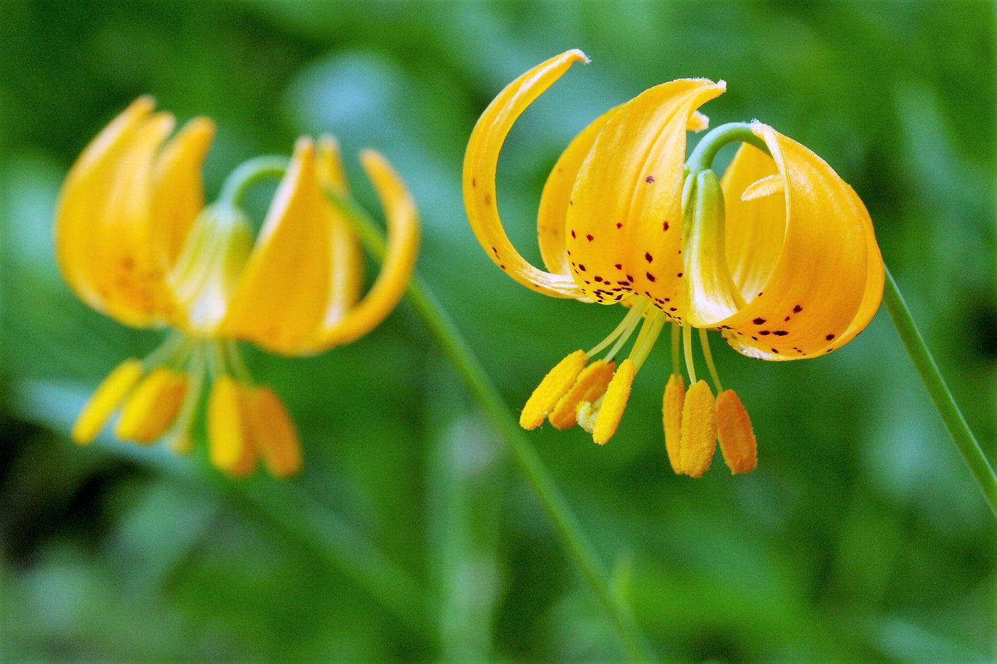 15 Western Hybrid Lily (Lillium Western Hybrids) Seeds