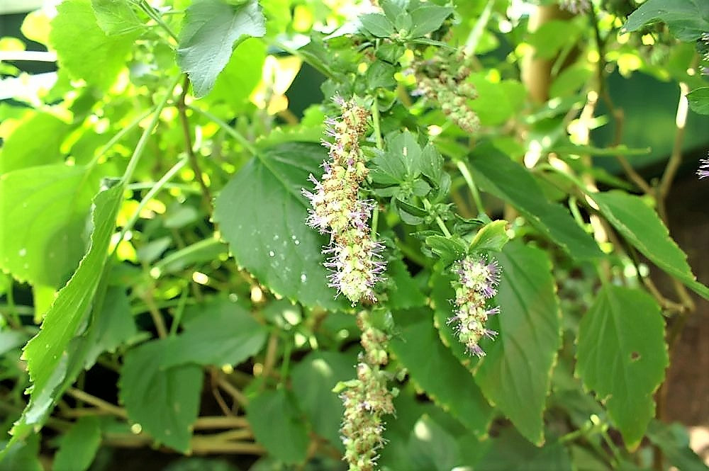 10 Indian Patchouli (Pogostemon Heyneanus) Seeds