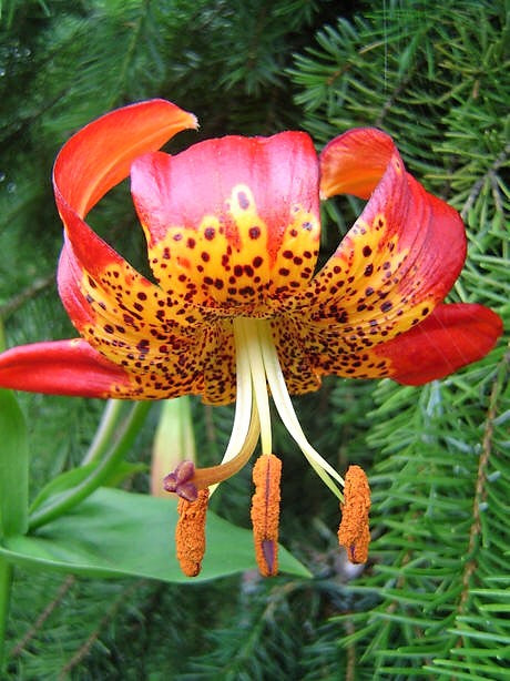 15 Western Hybrid Lily (Lillium Western Hybrids) Seeds