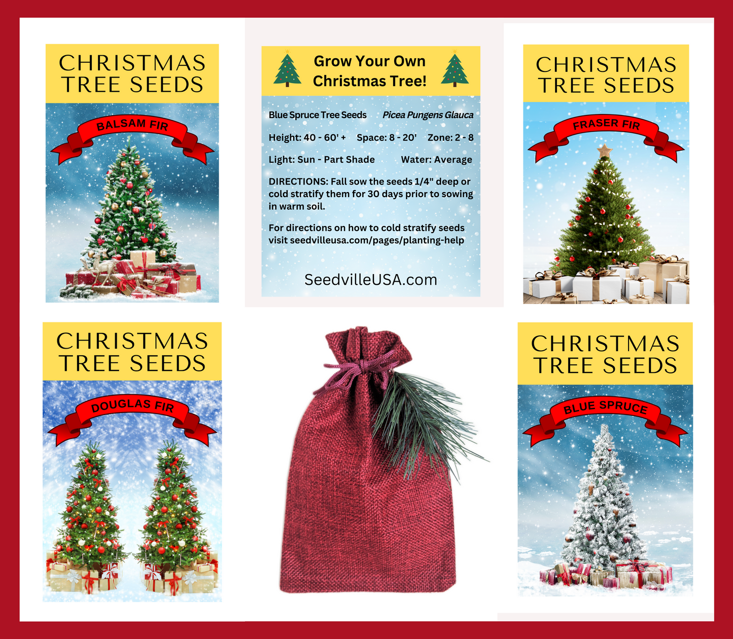 30 Balsam Fir Tree (Abies Balsamea) Seeds