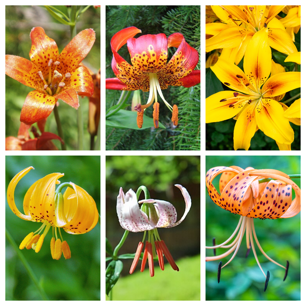 15 Western Hybrid Lily (Lillium Western Hybrids) Seeds