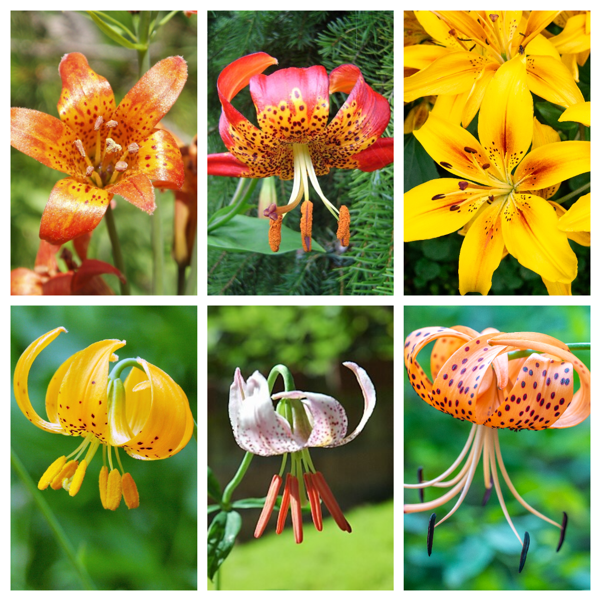15 Western Hybrid Lily (Lillium Western Hybrids) Seeds