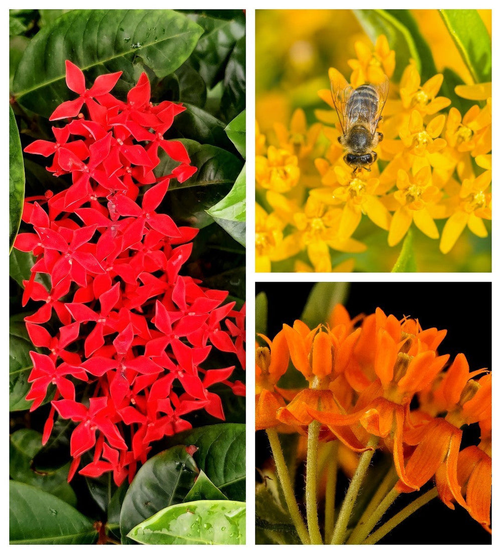 10 'Gay Butterflies' Milkweed (Asclepias Tuberosa) Seeds