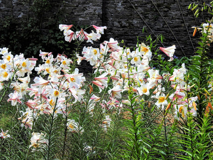 10 Regal Trumpet Lily (Lilium Regale) Seeds