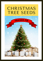 Fraser Fir ( Abies Fraseri ) Seeds