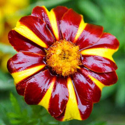 Court Jester French Marigold (Tagetes patula) Seeds – 100 ct