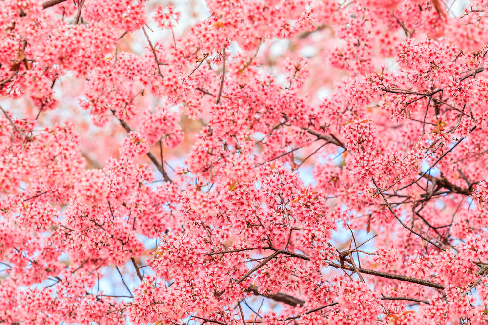 5 Himalayan Cherry (Prunus Cerasoides) Seeds