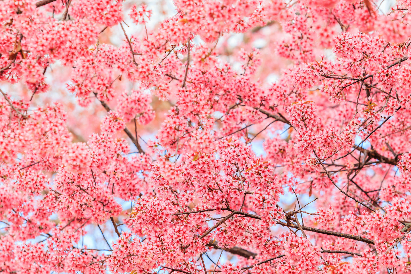 5 Himalayan Cherry (Prunus Cerasoides) Seeds