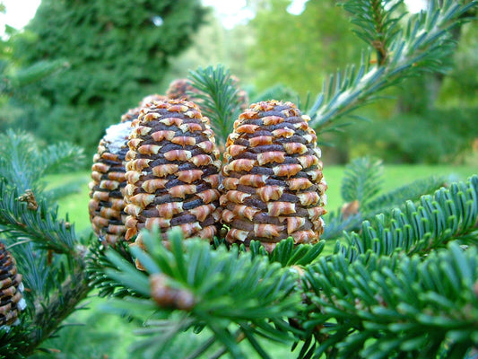 Fraser Fir (Abies fraseri) Seeds – 20 ct