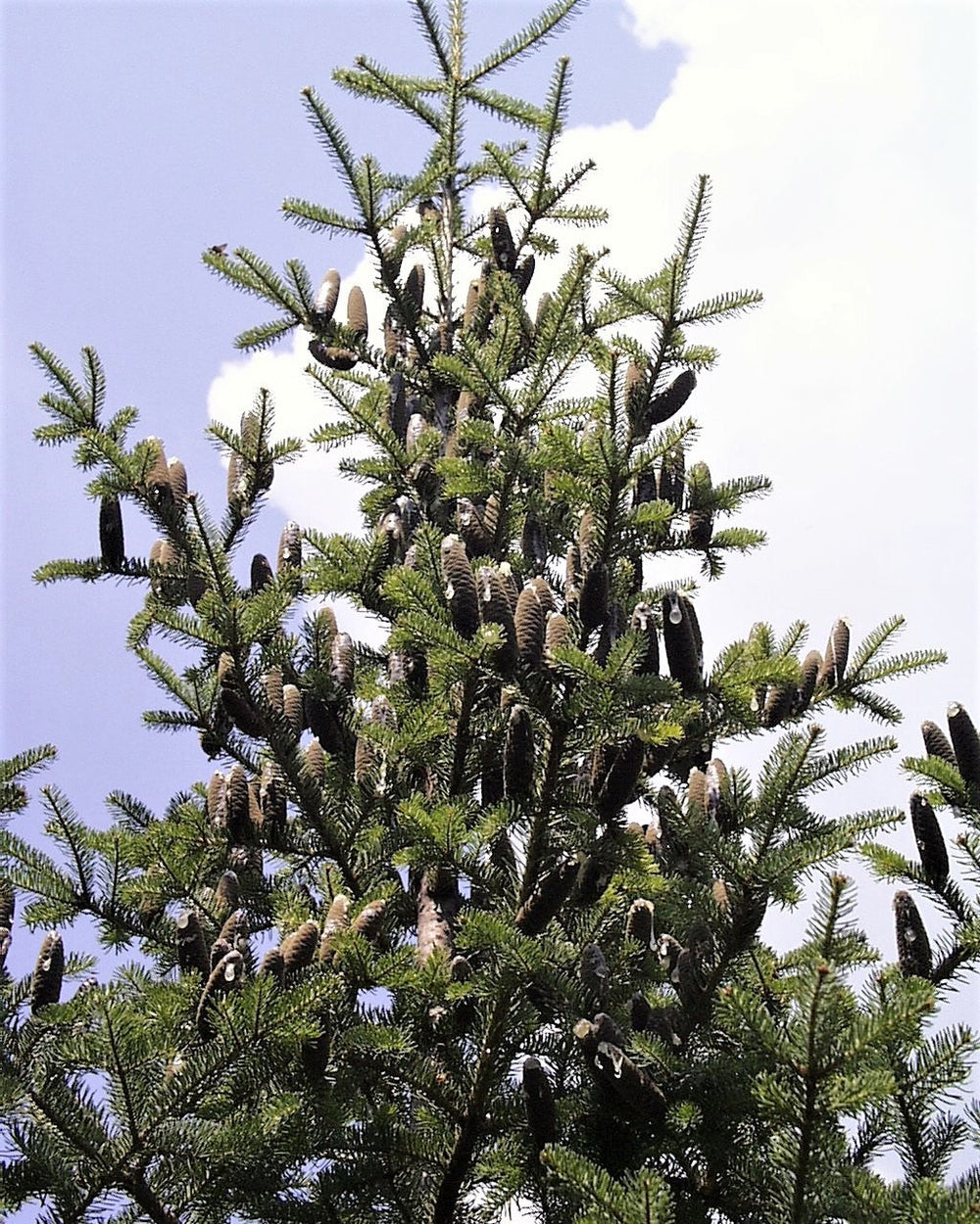30 Balsam Fir Tree (Abies Balsamea) Seeds