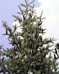 30 Balsam Fir Tree (Abies Balsamea) Seeds