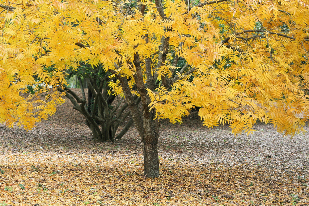 10 Thornless Honeylocust (Gleditsia Triacanthos Inermis) Seeds
