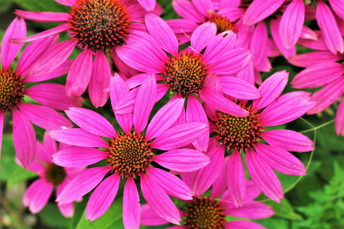 25 Echinacea Purpurea Bright Star Seeds