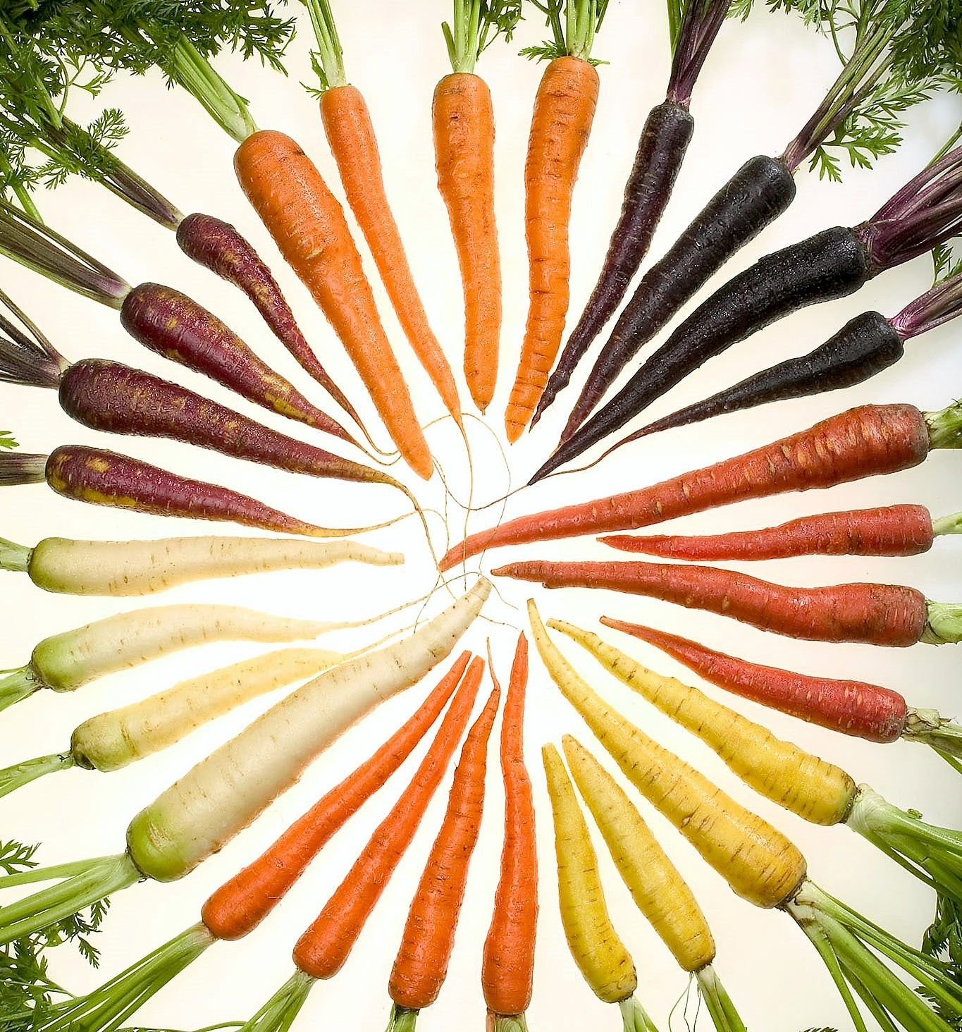 500 Rainbow Carrot Mix (Daucus Carrota) Seeds