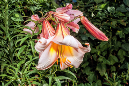 10 Regal Trumpet Lily (Lilium Regale) Seeds