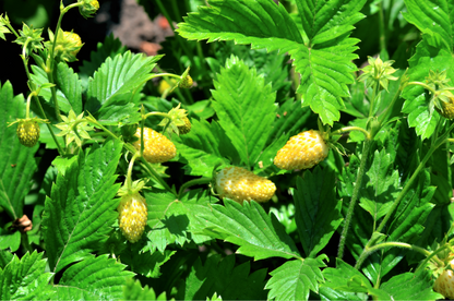 100 Yellow Wonder Strawberry (Fragaria Vesca) Seeds