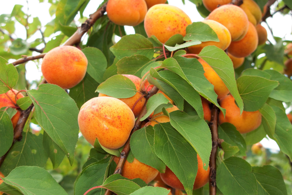 5 Common Apricot Tree (Prunus Armeniaca) fSeeds