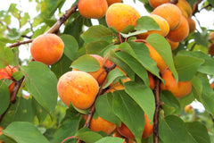 5 Common Apricot Tree (Prunus Armeniaca) fSeeds