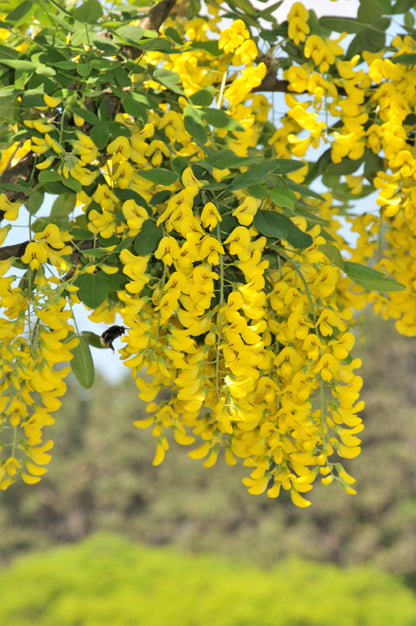 Siberian Peashrub (Caragana arborescens) Seeds – 25 ct