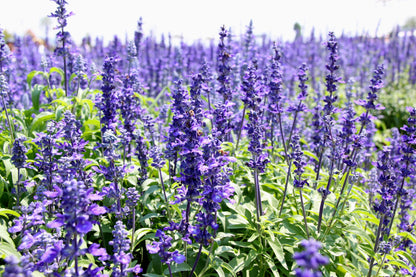 1000 True Blue Hyssop (Hyssopus Officinalis; Thymus Hyssopus) Seeds