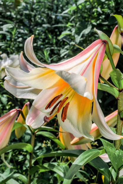 10 Regal Trumpet Lily (Lilium Regale) Seeds