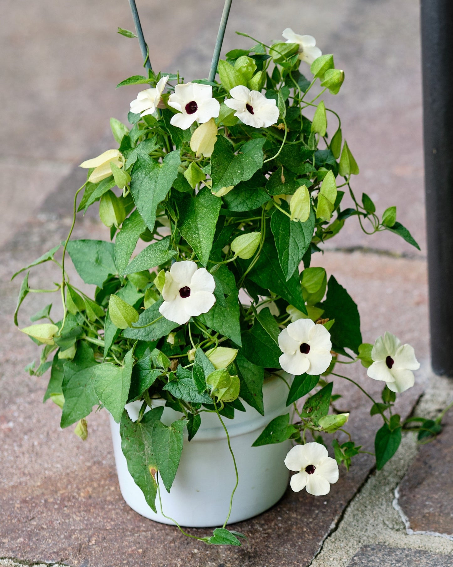 25 Mixed Black Eyed Susan (Thunbergia Alata) Seeds