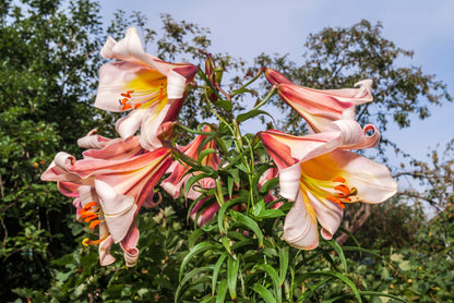 10 Regal Trumpet Lily (Lilium Regale) Seeds