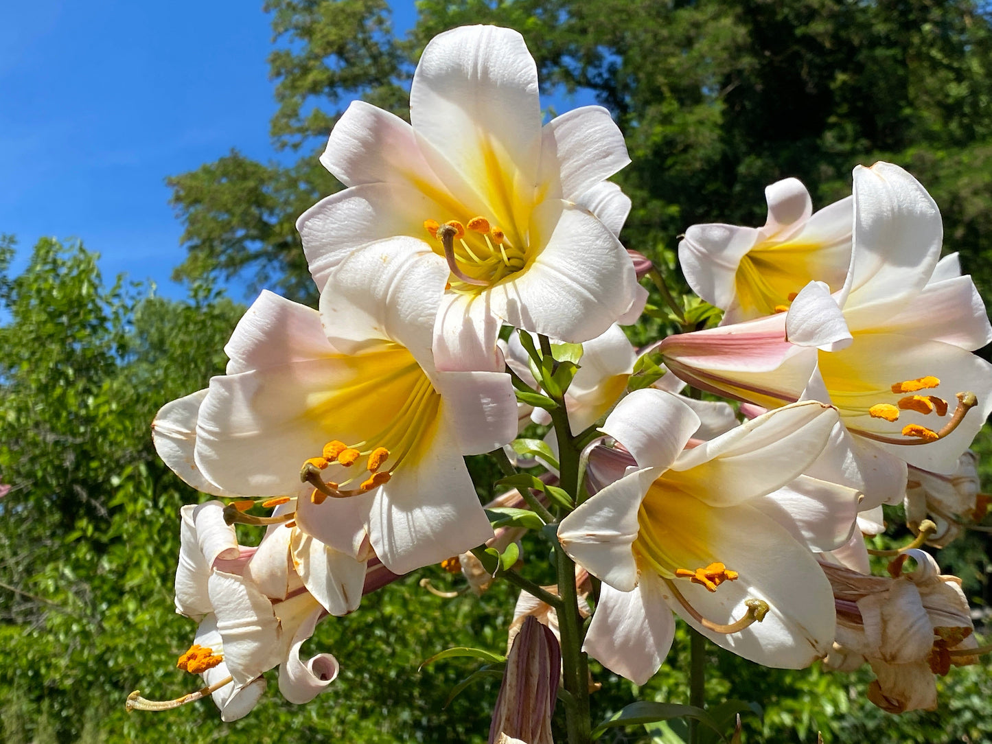 10 Regal Trumpet Lily (Lilium Regale) Seeds