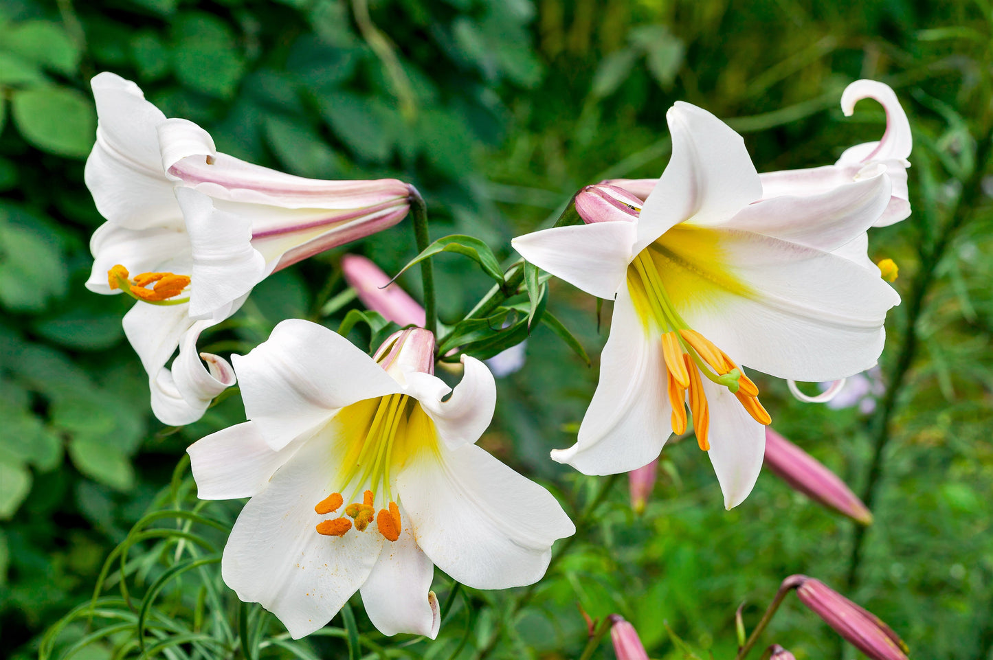 10 Regal Trumpet Lily (Lilium Regale) Seeds